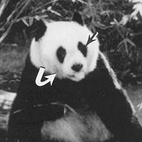 Obr. č. 4: Panda velká, po které má tento příznak název